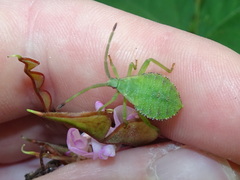 Piezogaster calcarator