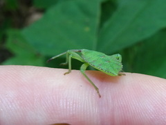 Piezogaster calcarator