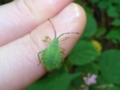 Piezogaster calcarator