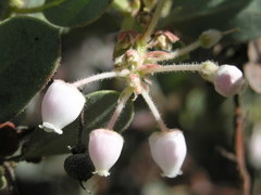 Arctostaphylos pringlei