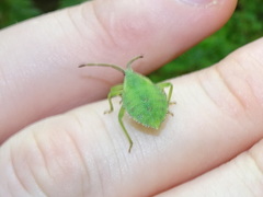 Piezogaster calcarator