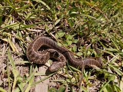 Thamnophis scaliger