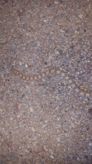 Phyllorhynchus decurtatus