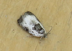 Olethreutes malana