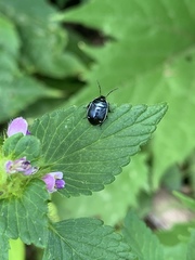 Sehirus cinctus albonotatus
