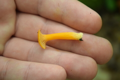 Gloioxanthomyces nitidus