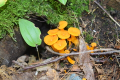 Gloioxanthomyces nitidus