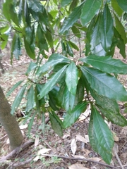Magnoliales
