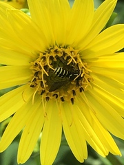 Paranthidium jugatorium