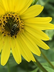 Paranthidium jugatorium