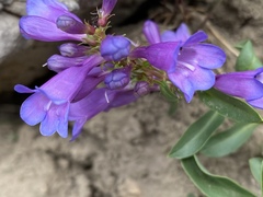 Penstemon cyananthus