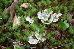 Hydnellum suaveolens