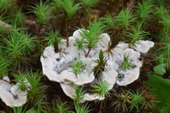 Hydnellum suaveolens
