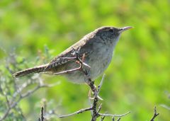 Troglodytes aedon parkmanii