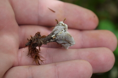 Hydnellum suaveolens