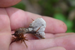 Hydnellum suaveolens