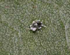 Aleuroplatus coronata