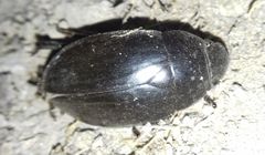 Hydrophilus aterrimus
