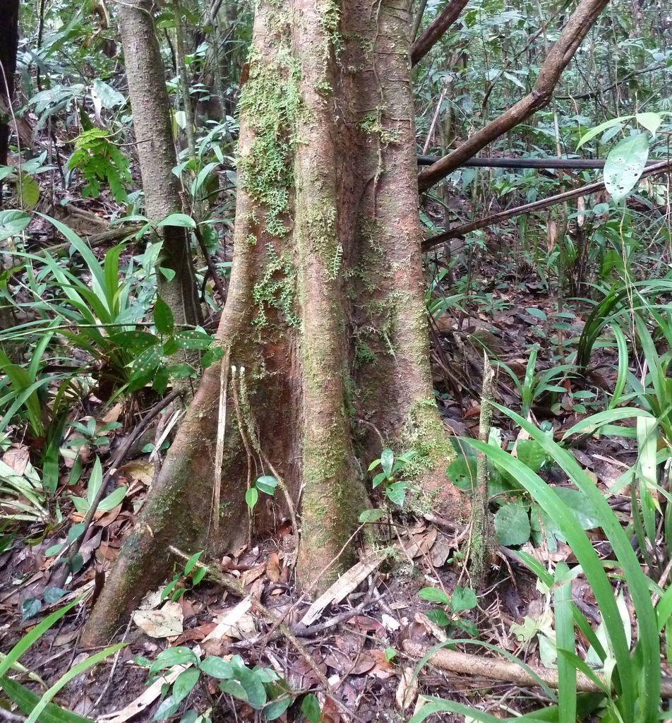 Scottellia