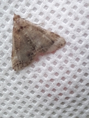 Phalaenophana pyramusalis