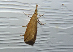 Donacaula longirostrallus