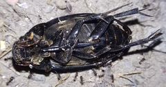 Hydrophilus aterrimus