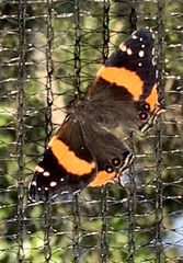 Vanessa hippomene hippomene