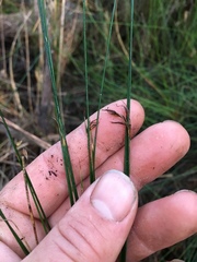 Netrostylis capillaris