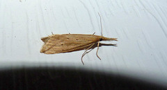 Donacaula longirostrallus