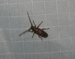 Eupogonius tomentosus