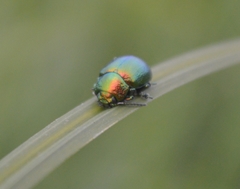 Chrysolina graminis