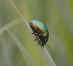 Chrysolina graminis