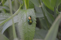 Chrysolina graminis