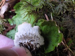 Peltigera leucophlebia
