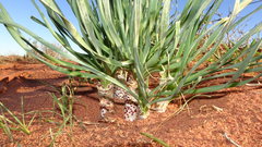Gethyllis britteniana