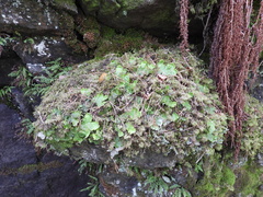 Peltigera leucophlebia