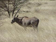 Oryx beisa beisa