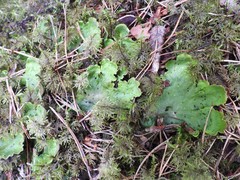 Peltigera leucophlebia