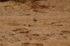 Protographium epidaus