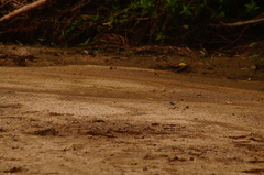 Protographium epidaus