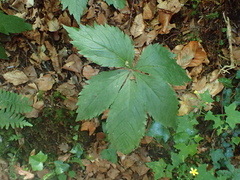 Cardamine pentaphyllos