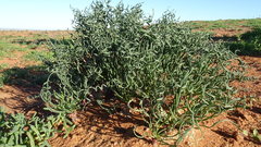 Gethyllis britteniana