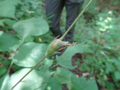 Neolasioptera desmodii