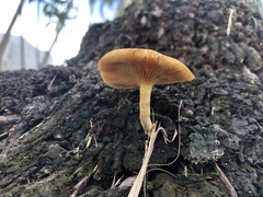 Gymnopilus palmicola
