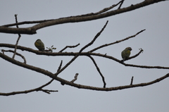 Psittacula alexandri fasciata