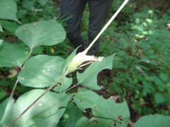 Neolasioptera desmodii