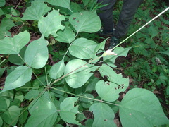 Neolasioptera desmodii