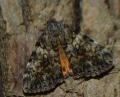 Catocala lineella