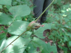 Neolasioptera desmodii