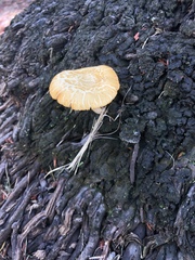 Gymnopilus palmicola